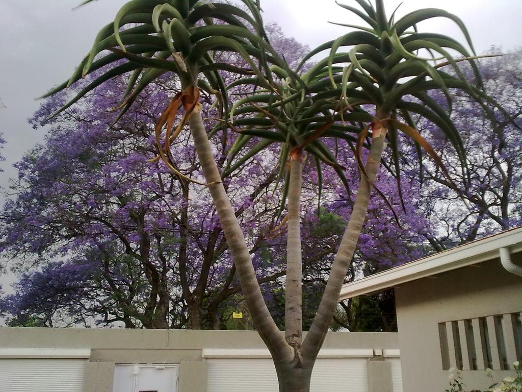 Rosebank Lodge Guesthouse By Claires Johannesburg Bagian luar foto